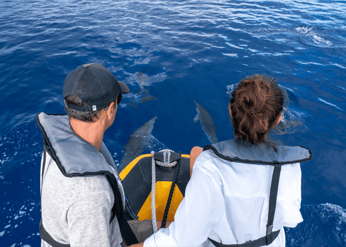 Take a Whale Watching Tour