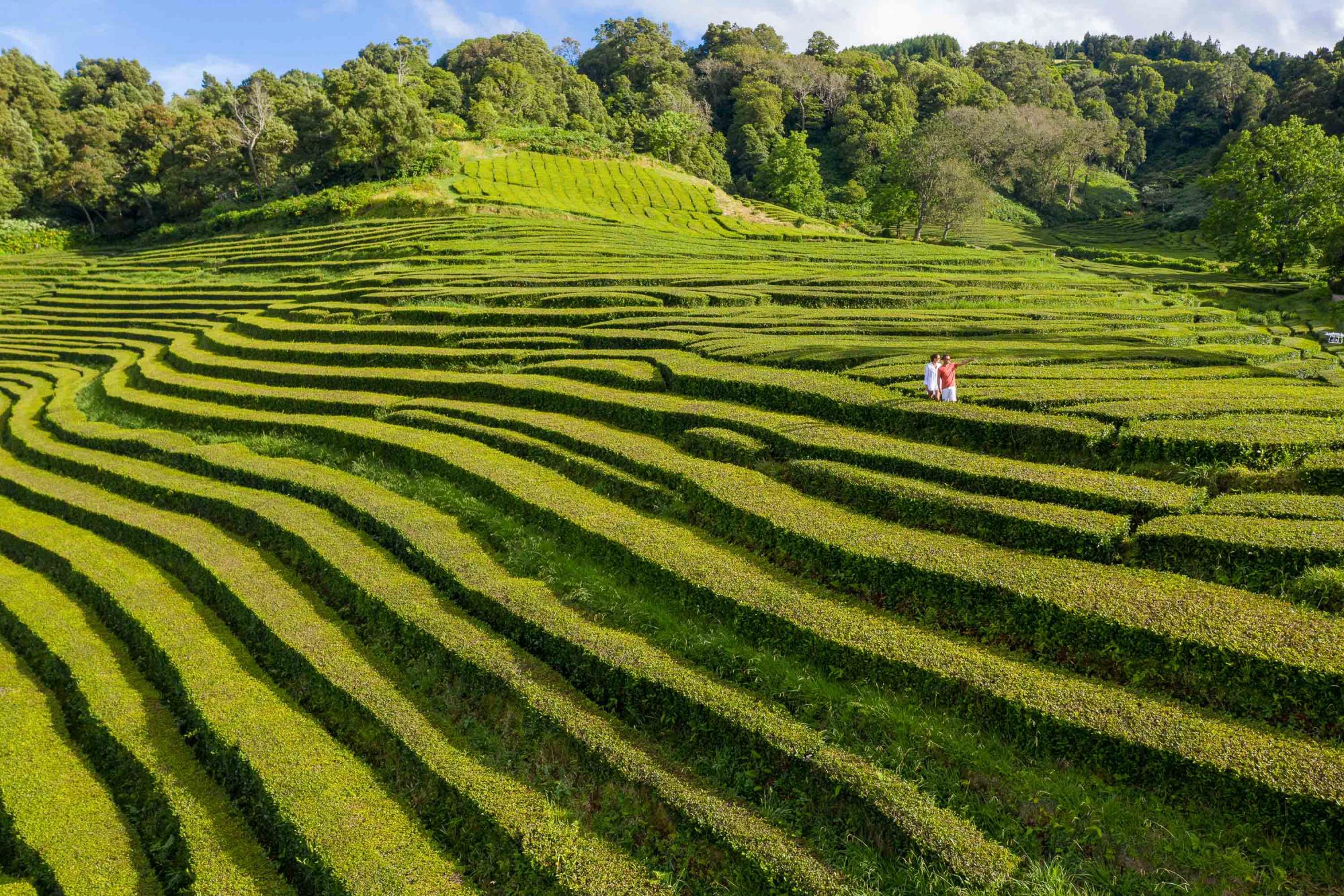 Sustainable Travel in the Azores: Eco Hotels & Tours