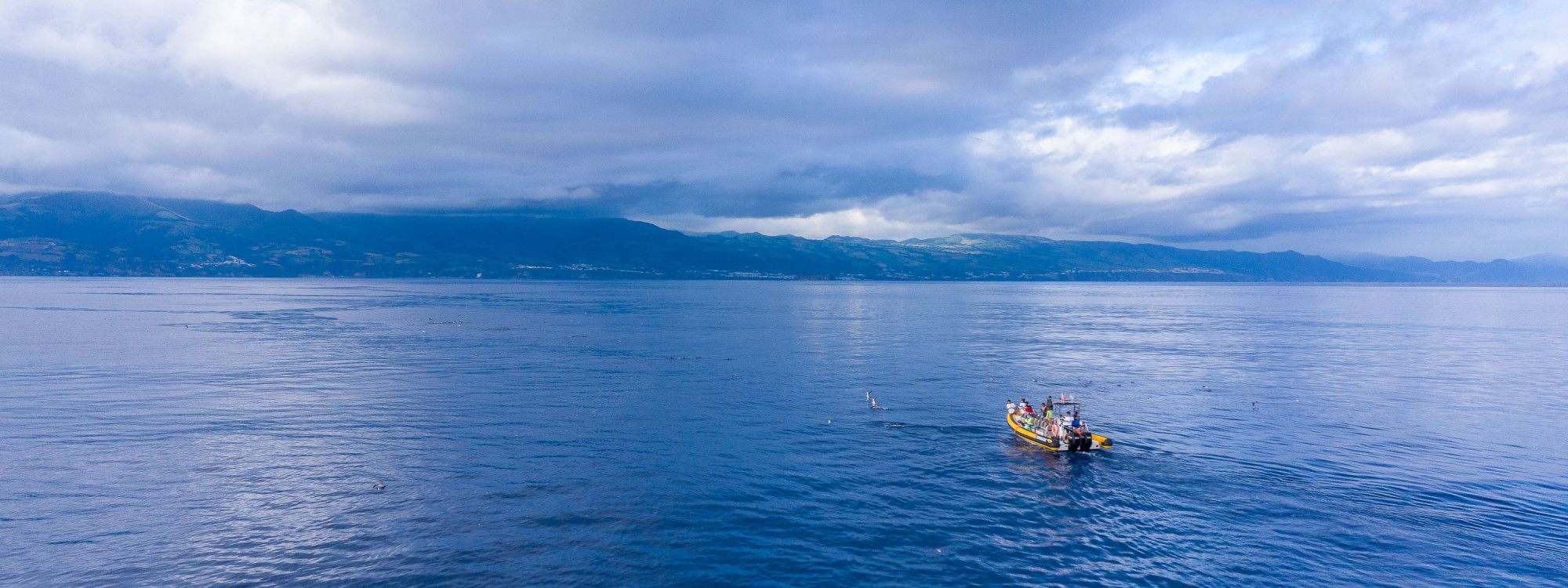 Embarque Numa Aventura de Observação de Cetáceos nos Açores