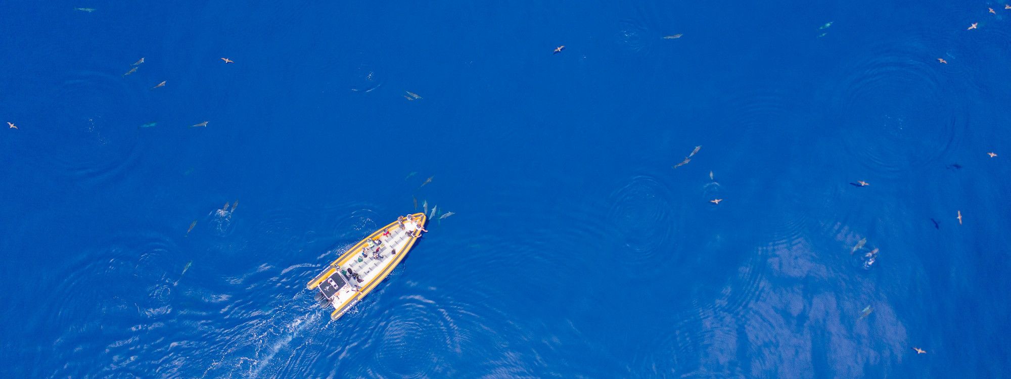 Whale Watching by Island: São Miguel, Pico, Faial & More