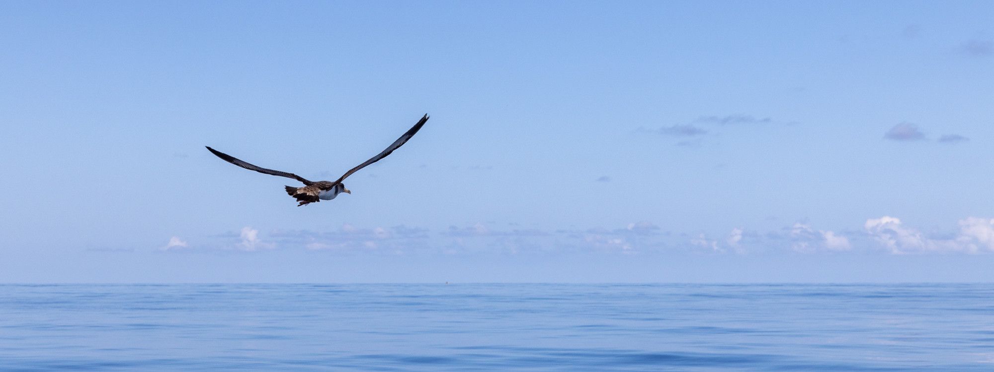 Corvo Island Birdwatching: Vagrants, Seabirds & When to Go