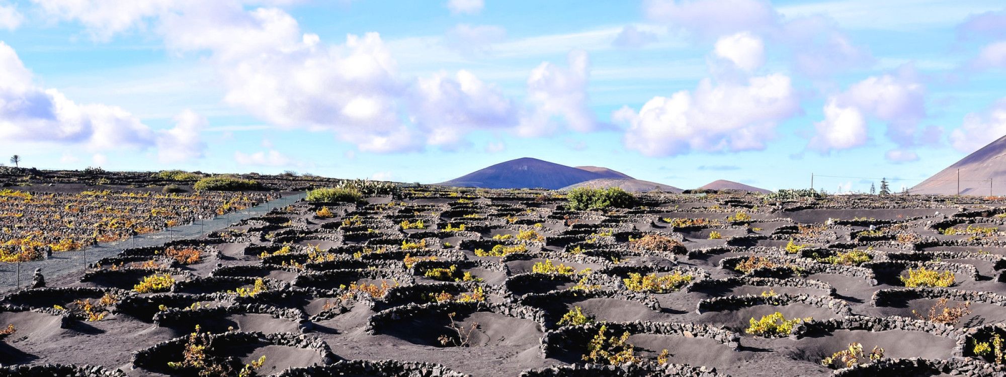 Delicious Local Food of The Canary Islands