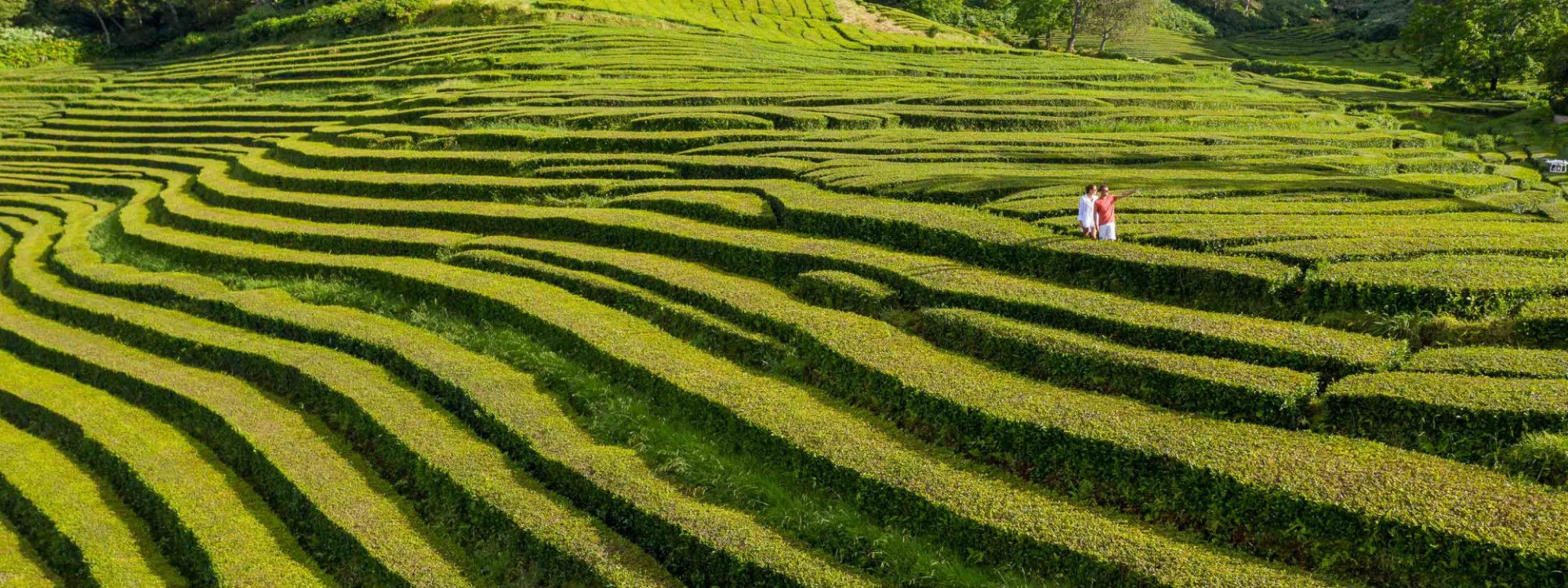 Gorreana Tea Factory: Hours, Tours, Trail & History