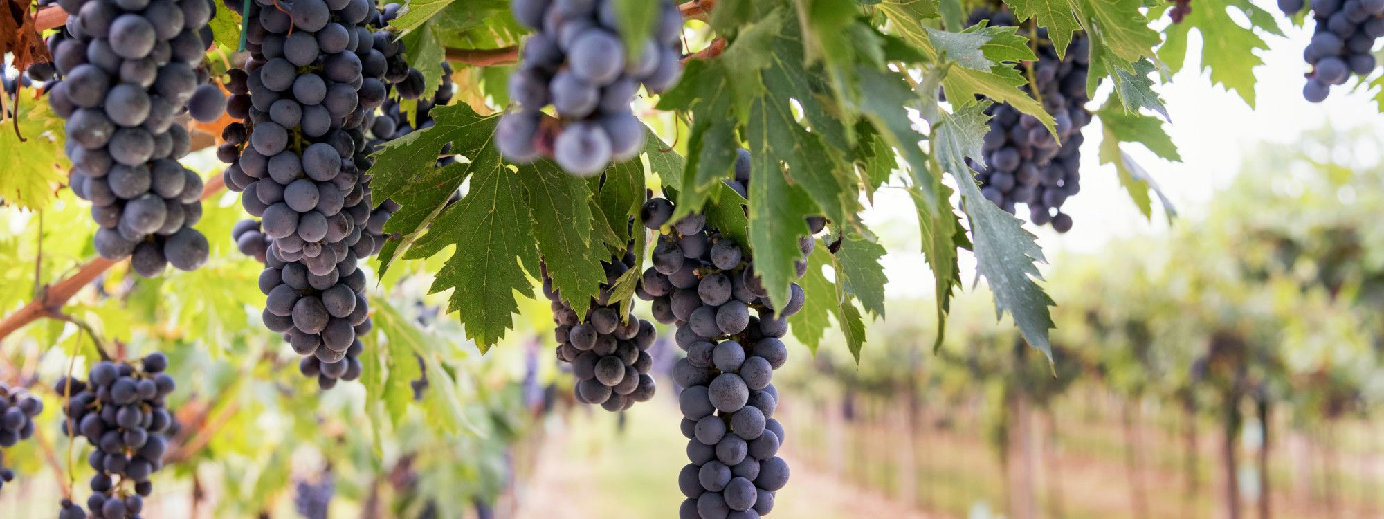 Algarve Wineries: Best Wine Tours & Tastings to Book