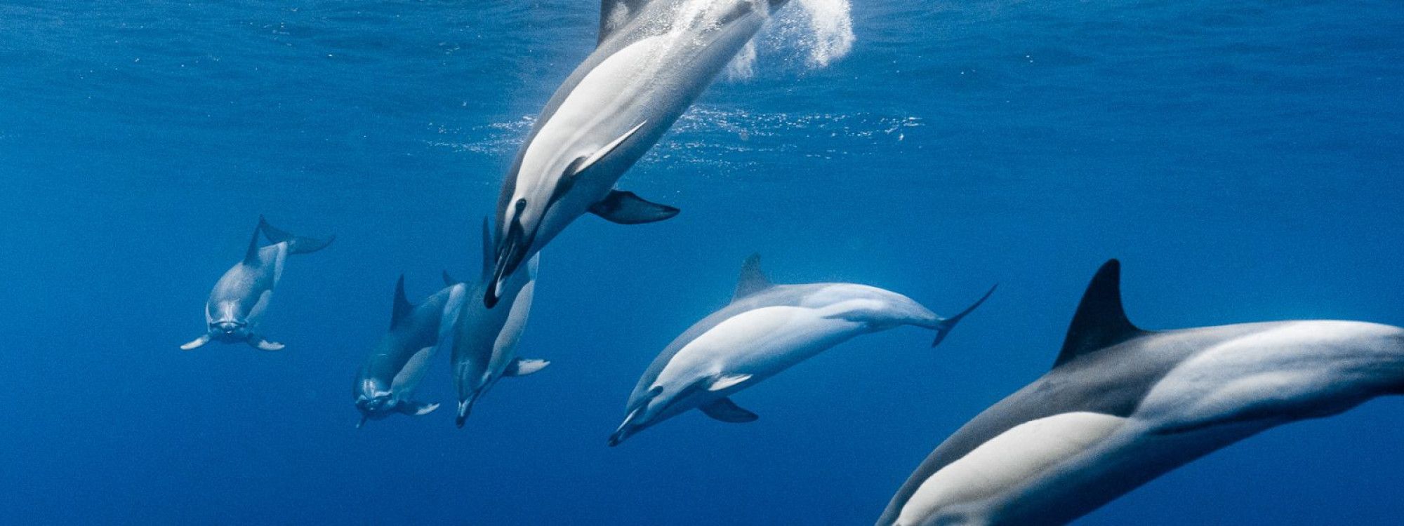 Preservar os Açores: O Nosso Compromisso com a Proteção e Sustentabilidade