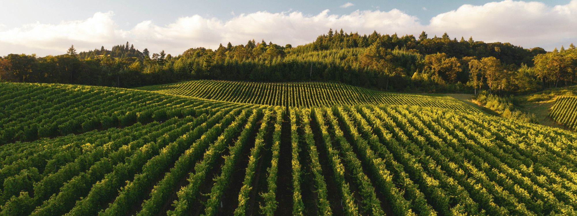 Italian Wine Regions: Chianti, Barolo, Prosecco, Etna & Beyond