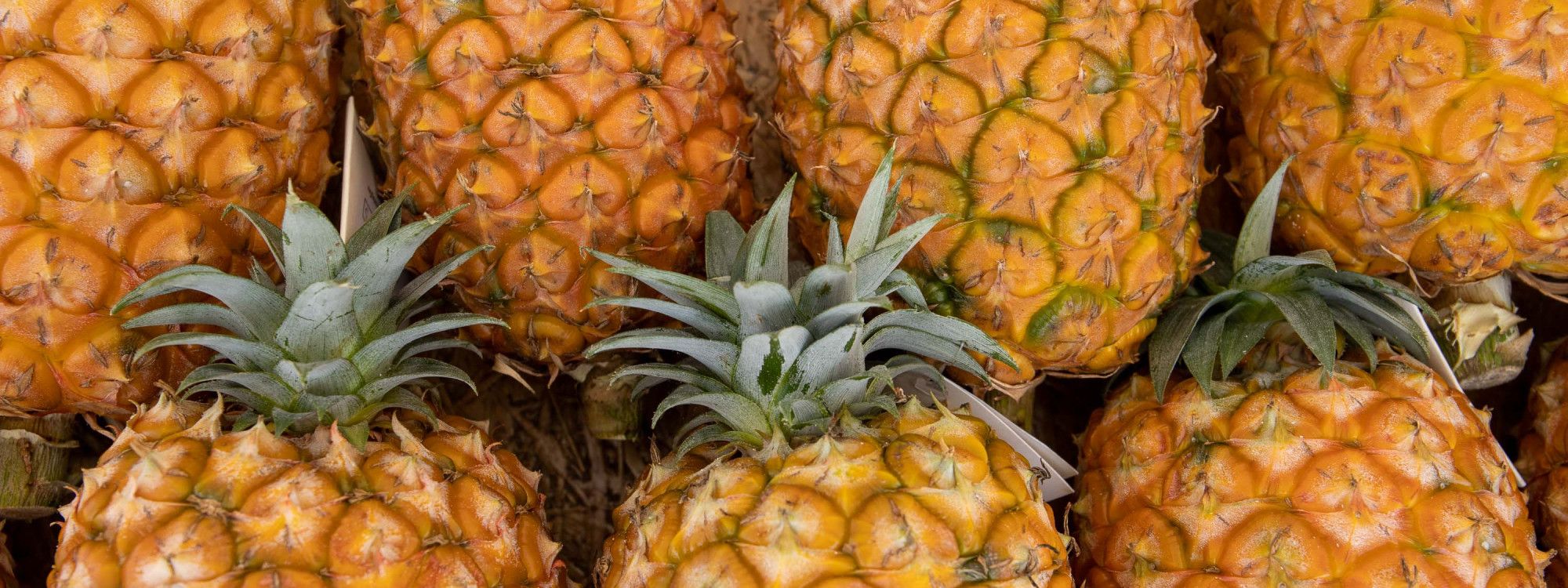 The Azores Pineapple: History, Greenhouses & Where to Visit