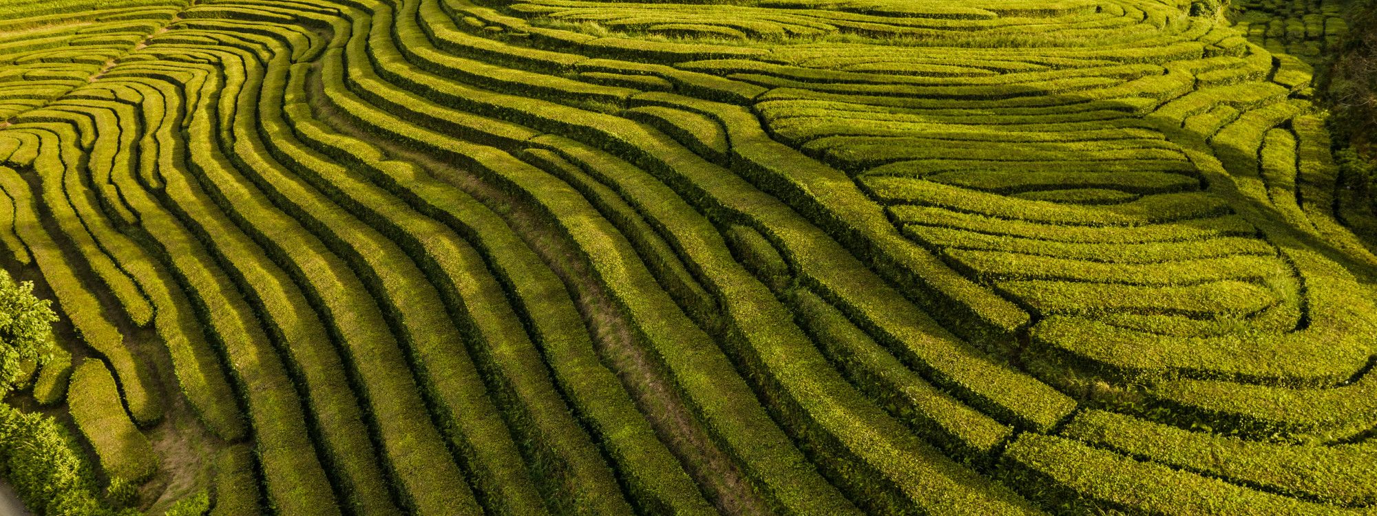 Azores for Digital Nomads: Visa, Wi-Fi, Costs & Coworking