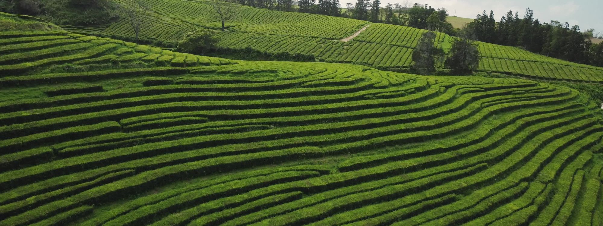 Azores Team Picks: Trips Our Local Experts Have Taken