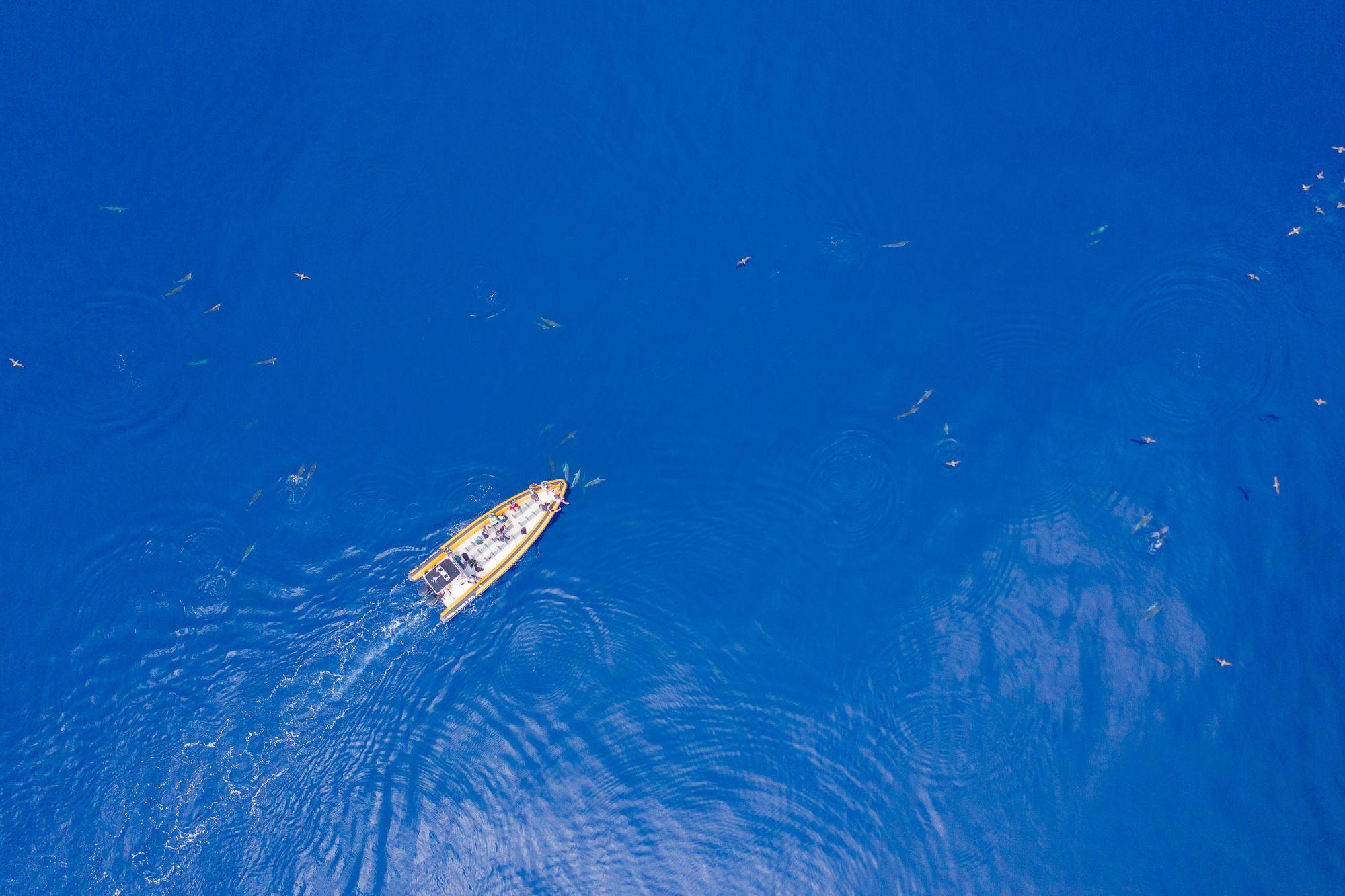 Whale Watching in the Azores: Species, Islands & Tips