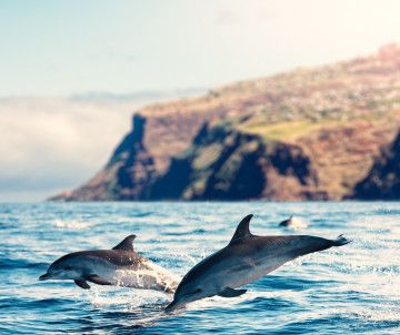 Exploring Funchal