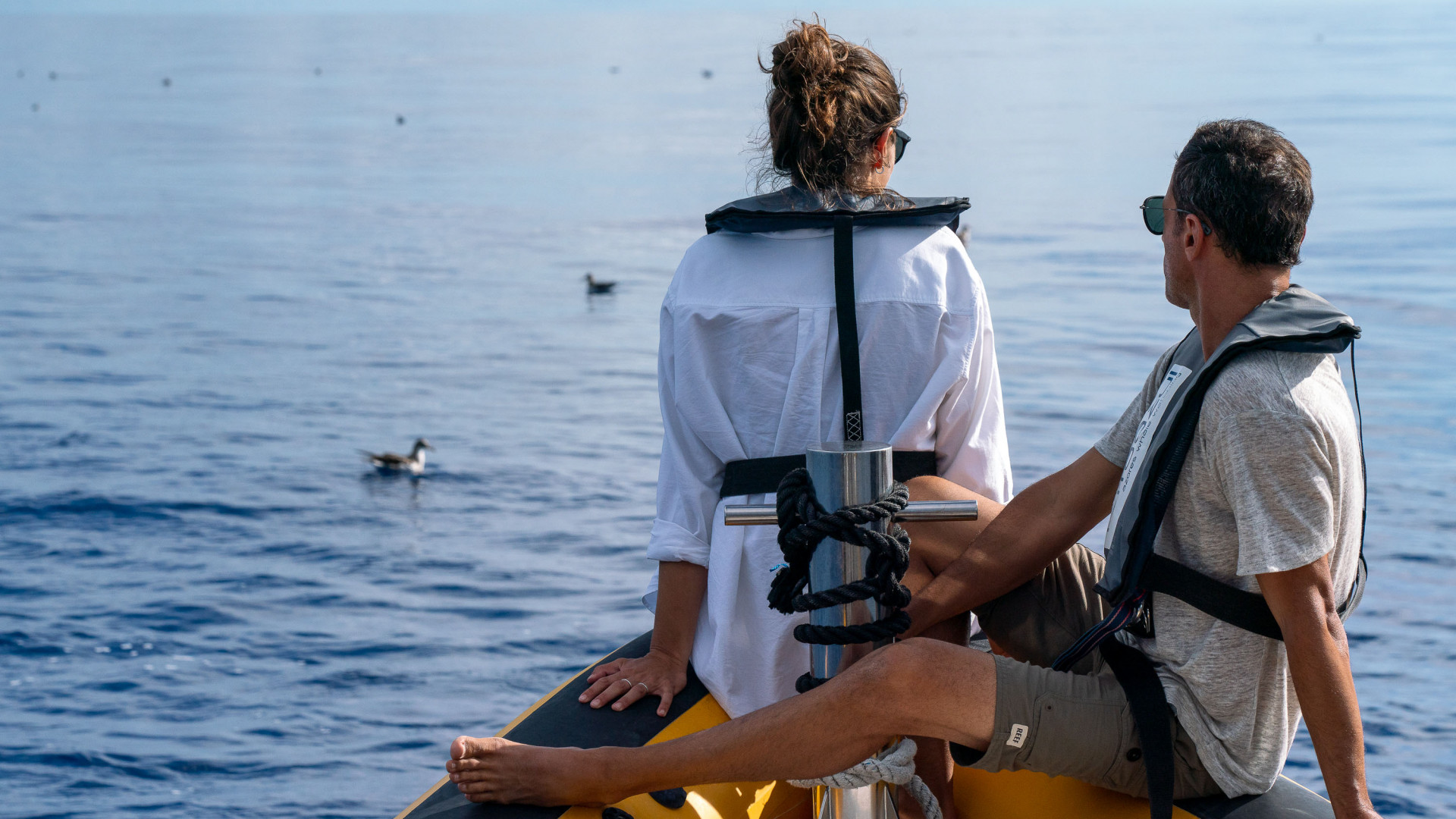 Observação de Cetáceos