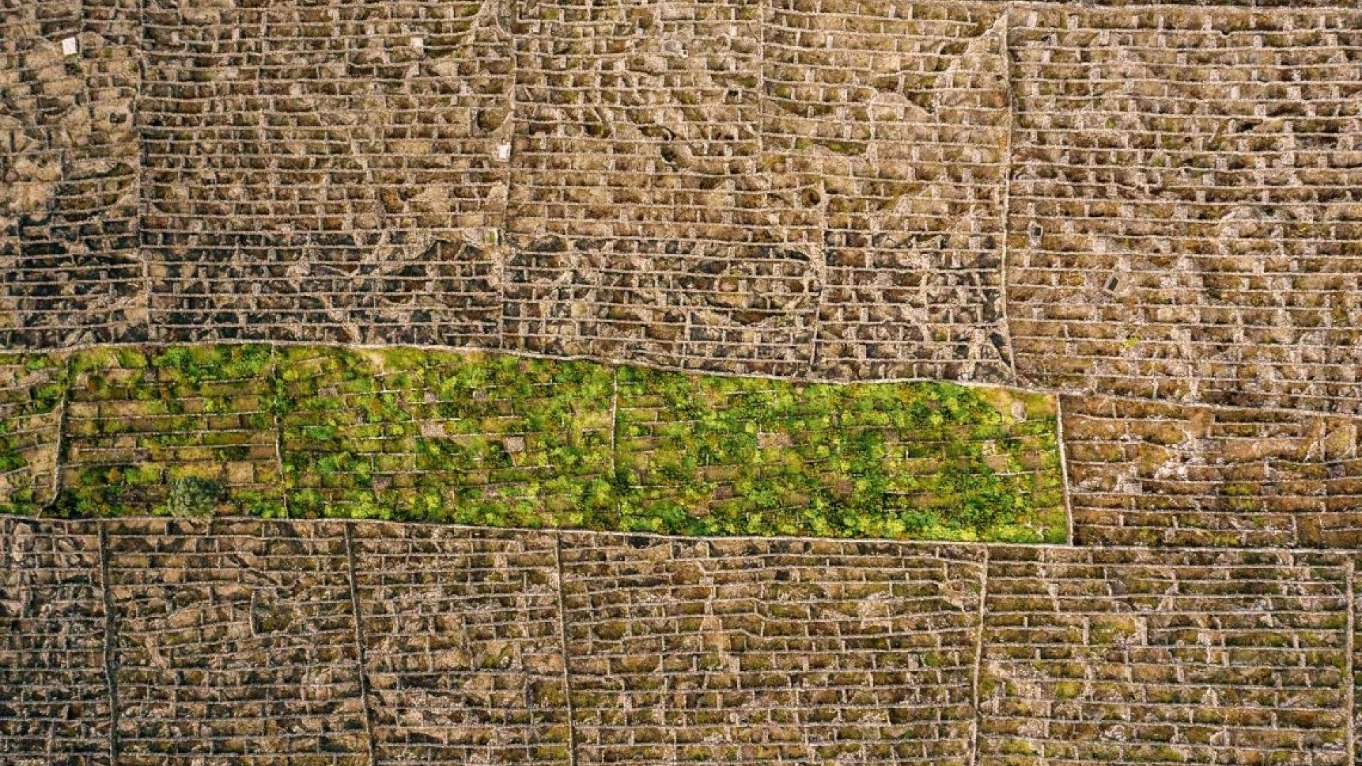 Vinhas Tradicionais do Pico