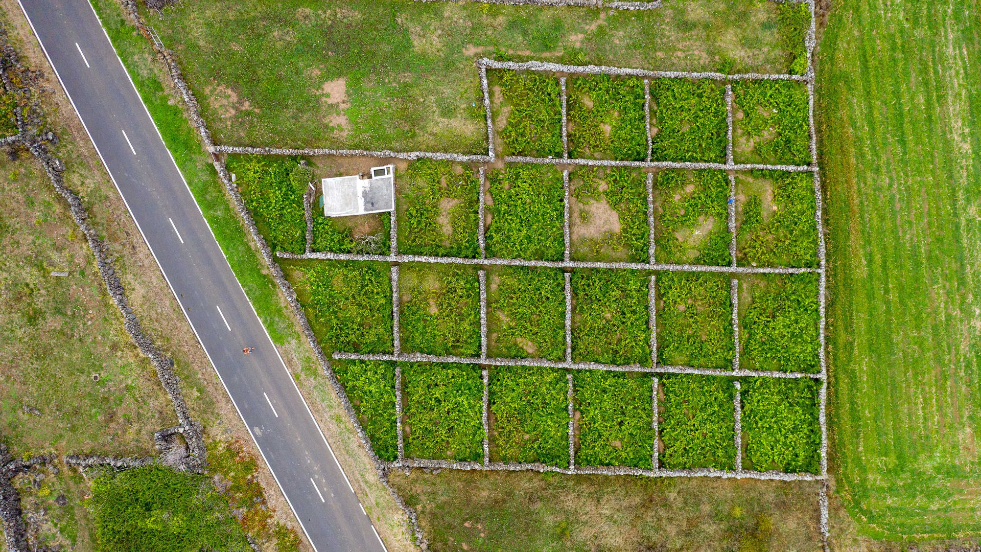 Vinha Cooperativa da Graciosa
