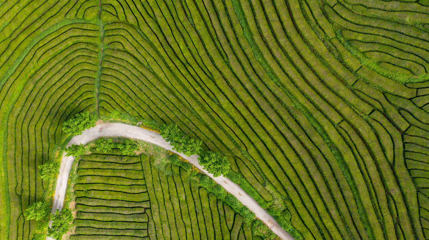 Tea Plantations, São Miguel Island (Azores)