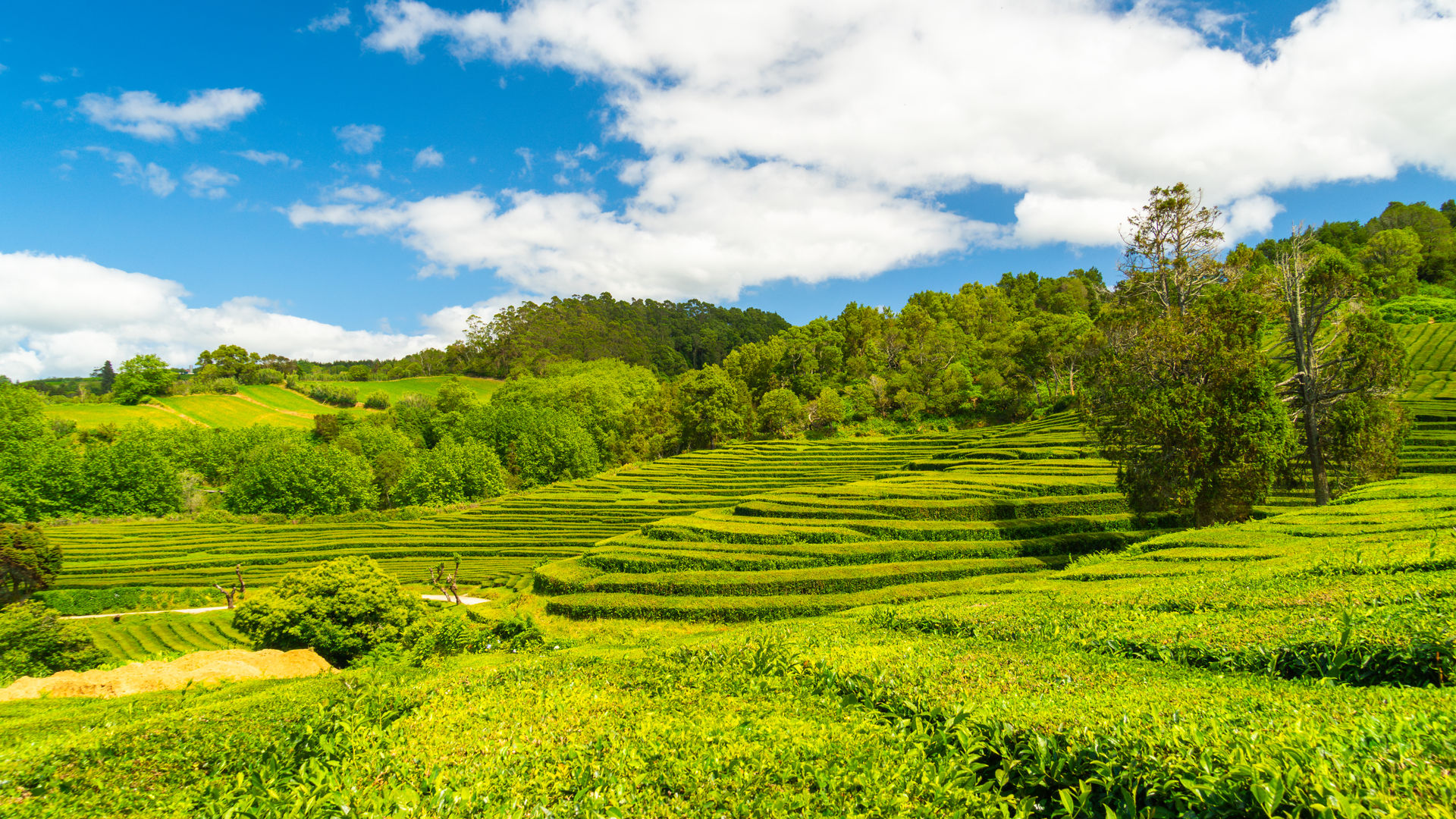 Gorreana Tea Plantations, São Miguel Island
