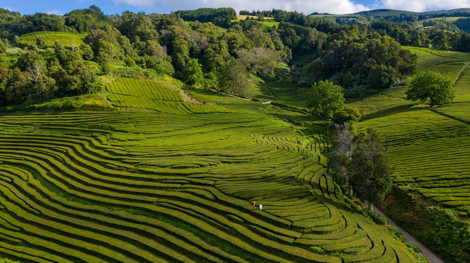 Gorreana Tea Plantation, Maia, Portugal