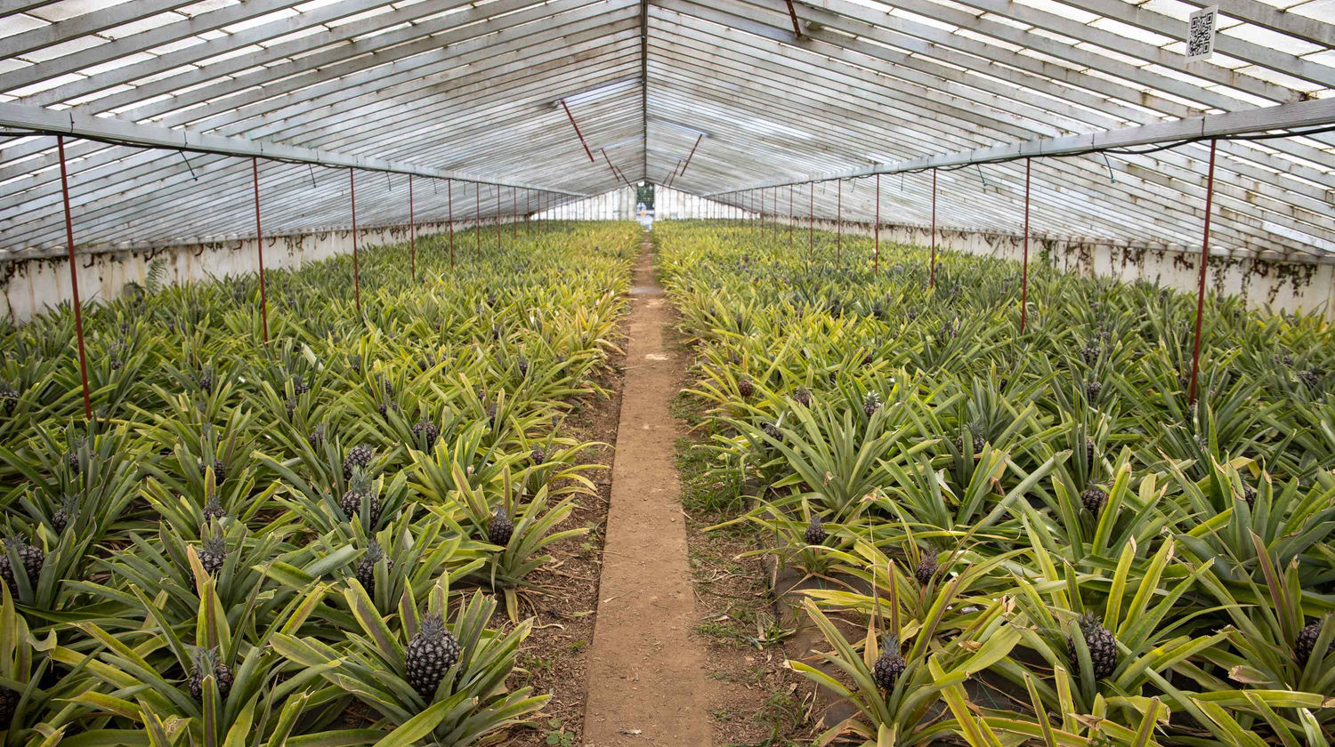 Pineapple Plantation, Ponta Delgada, Portugal