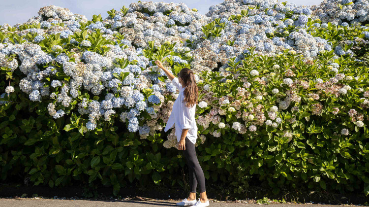 Hydrangeas in Sete Cidades, São Miguel Island
