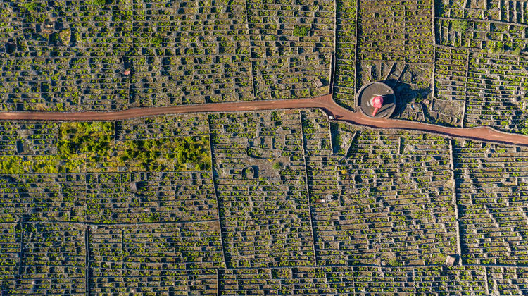 Aerial view of Criação Velha vineyards with lava stone walls in Pico Island, part of a UNESCO World Heritage Site