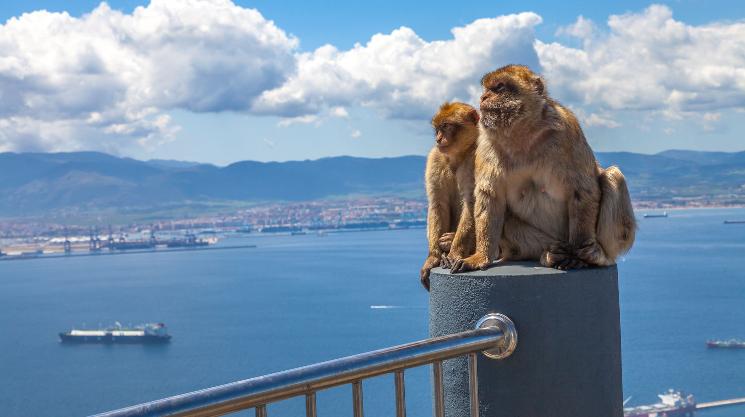 Wild Monkeys Overlooking the Bay