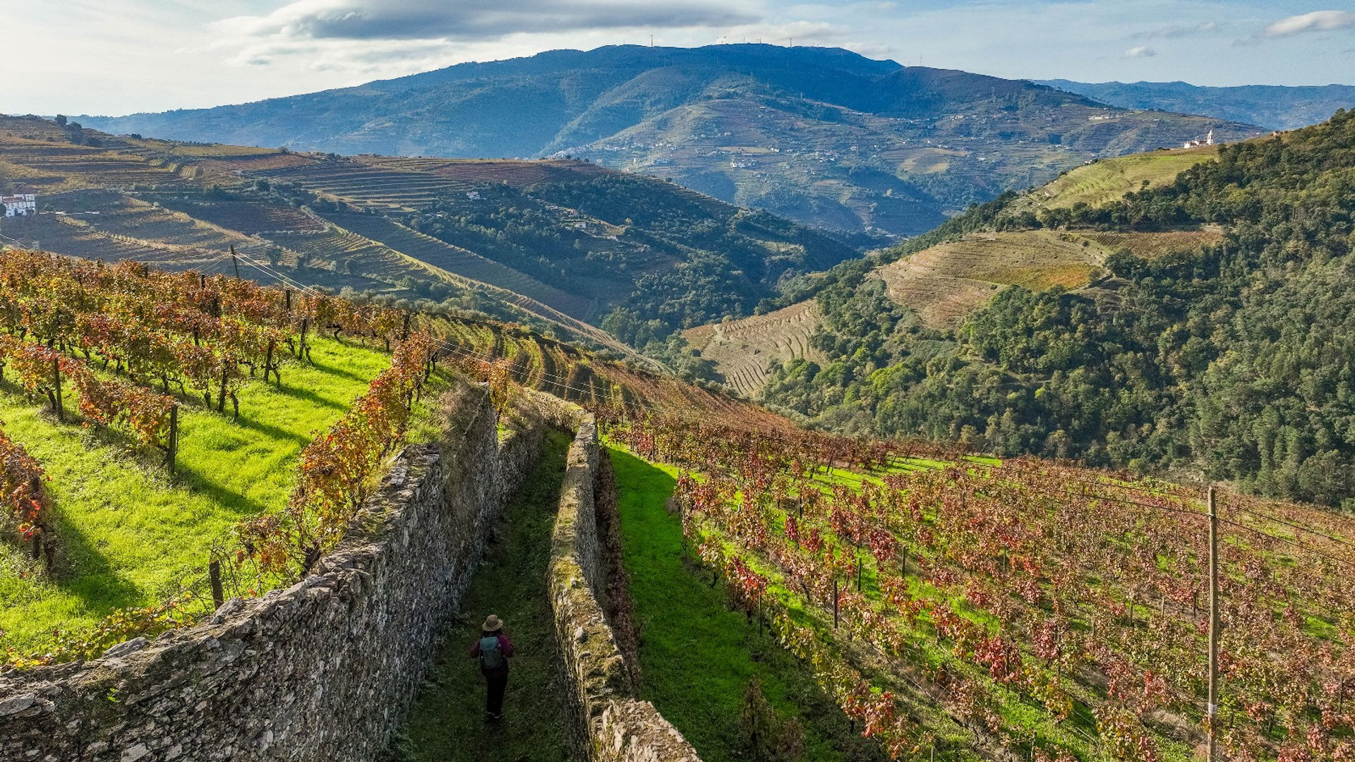 Hike Among Vineyards in Oliveira Parish, Douro