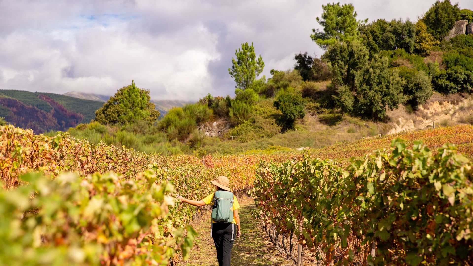 Vineyards in Barqueiros, Douro