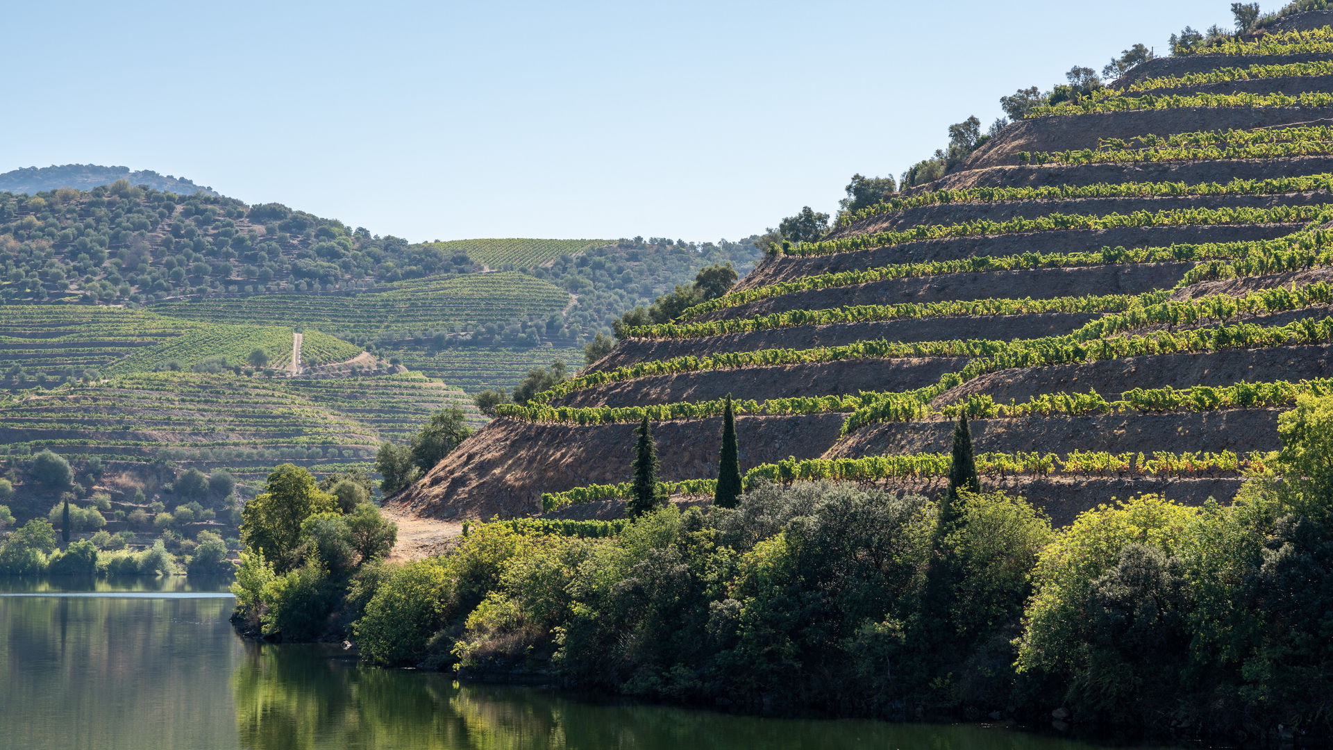Douro Vineyards (Portugal)