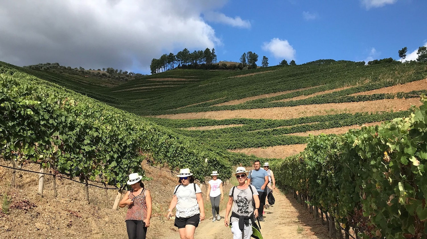 Vineyard Trail, Douro Valley, Portugal