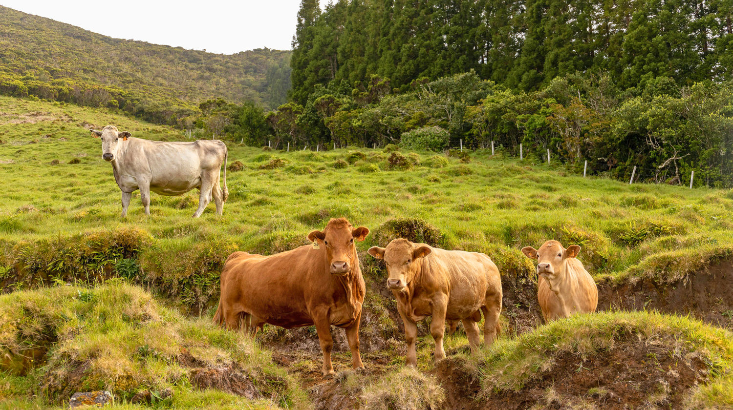 Cow Pasture, Pico Island