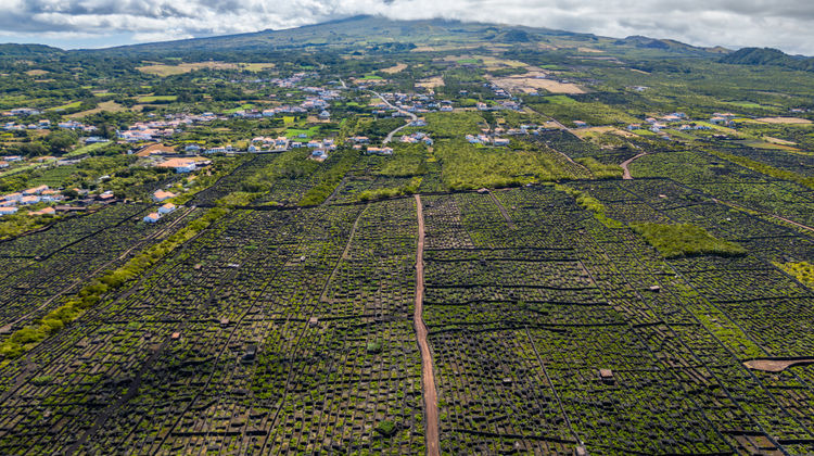 Aerial view of Pico Island's UNESCO-listed vineyard landscape, featuring the distinctive stone-walled vineyard plots that stretch across the volcanic terrain near the Atlantic coast.