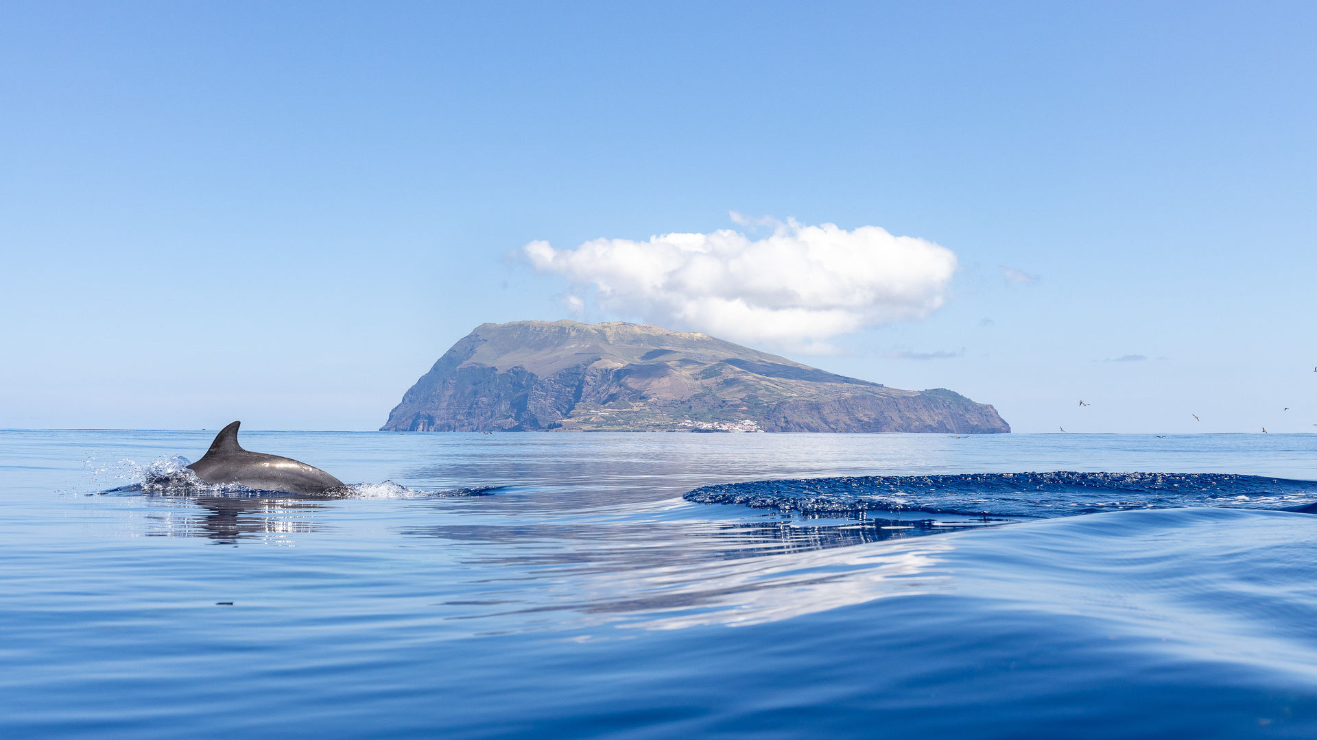 Dolphin watching near Corvo Island, Azores