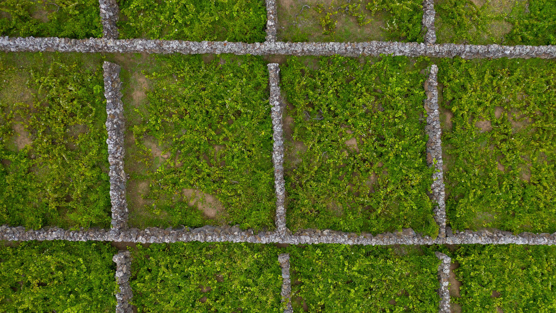 Graciosa’s Traditional Vineyards Bordered by Lava Rock Walls