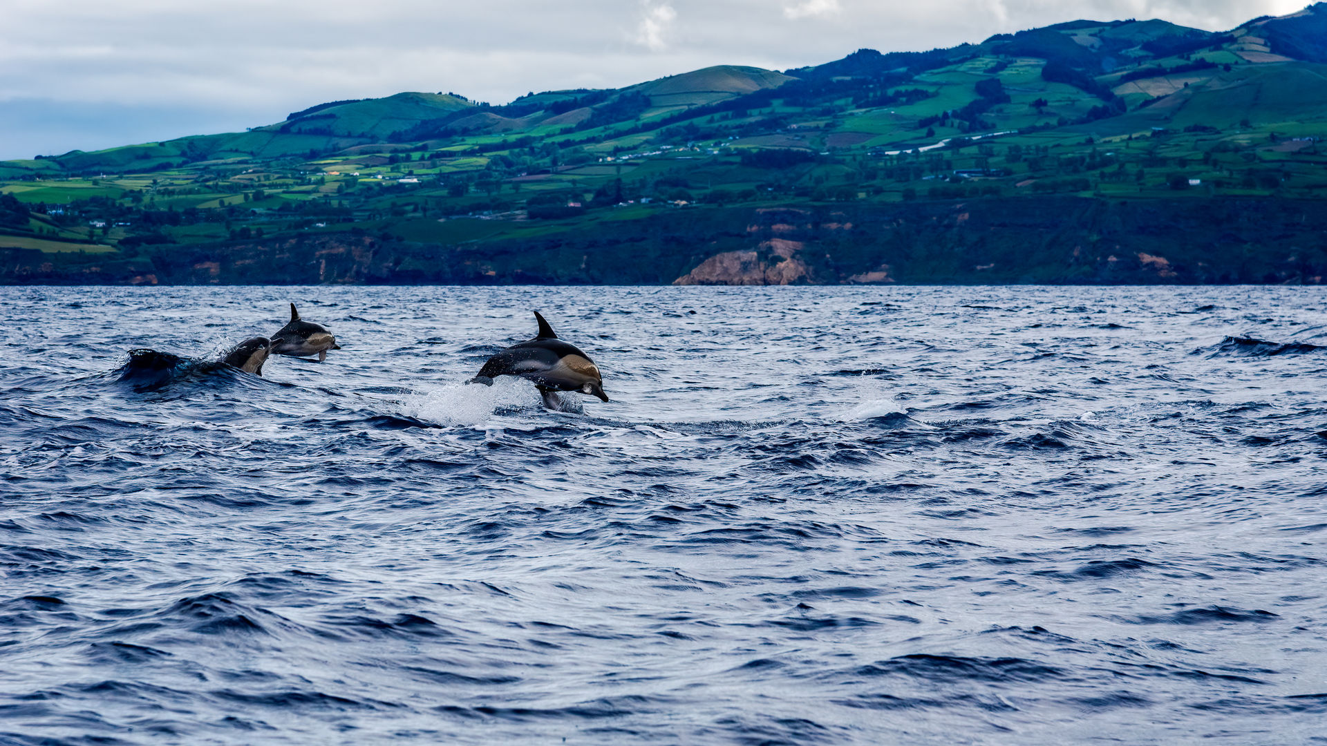 Whale & Dolphin Watching Excursion in São Miguel Island, the Azores