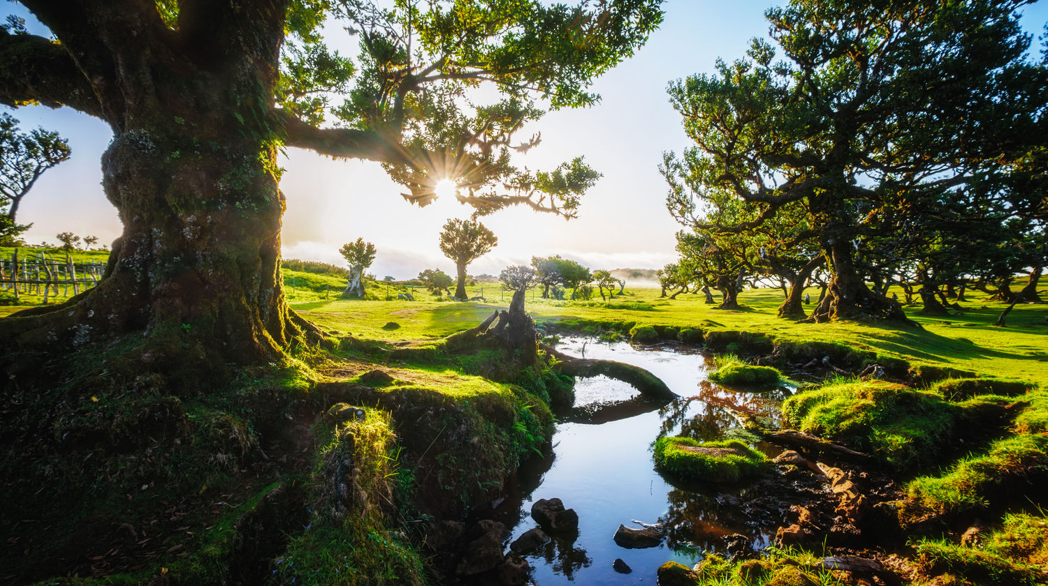 Peaceful forest walk near a stream in Madeira