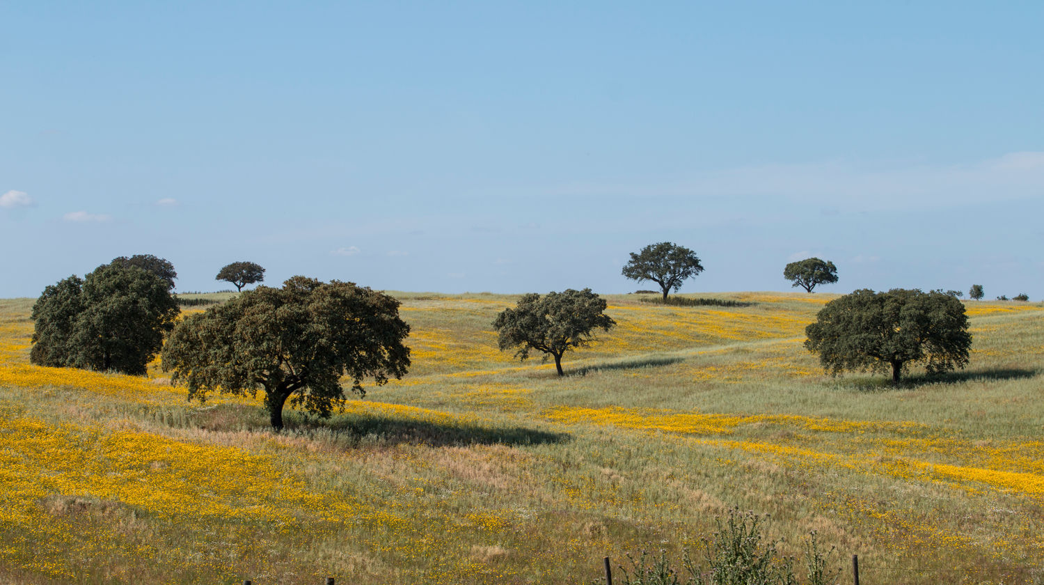 Alentejo Plains, Monsaraz, Portugal