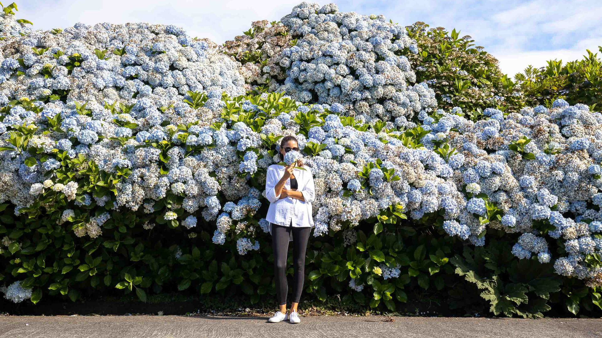 Hydrangeas in Sete Cidades, São Miguel, the Azores