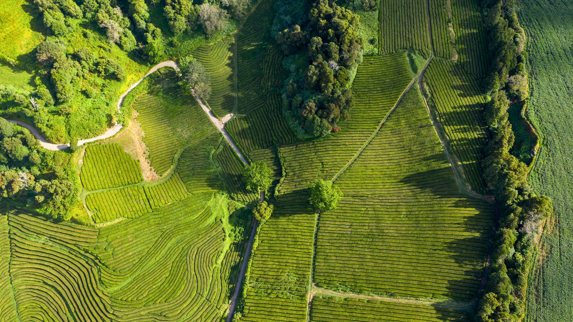 Tea Plantations, São Miguel Island