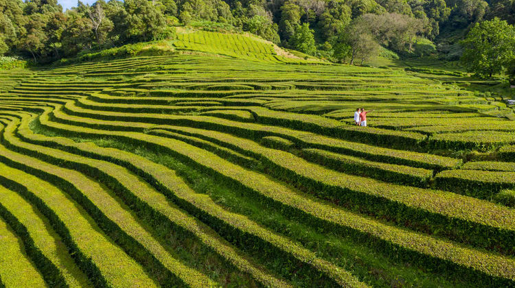 Gorreana Tea Plantations, São Miguel Island, The Azores