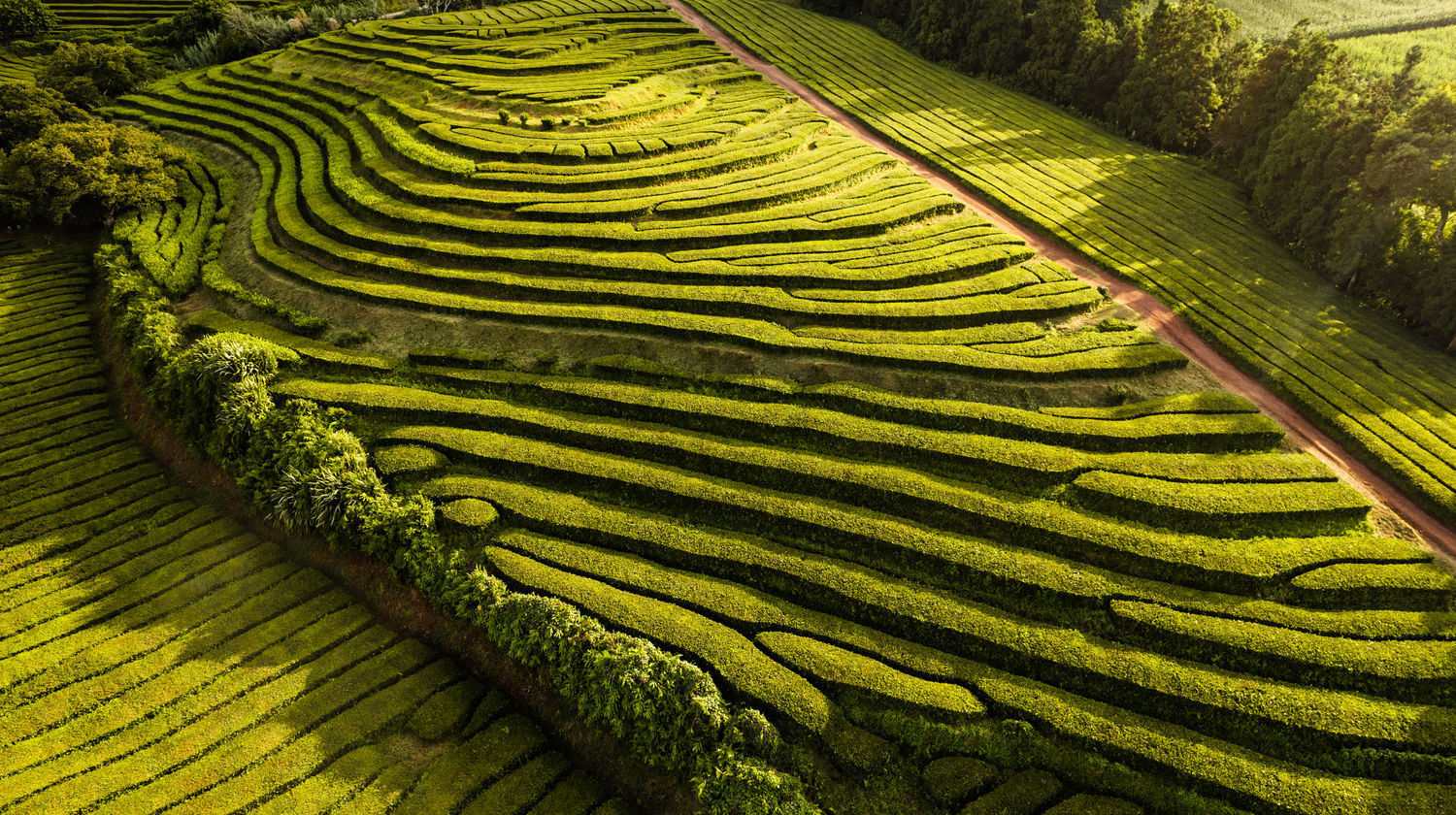 Gorreana Tea Plantation, São Miguel Island, Azores