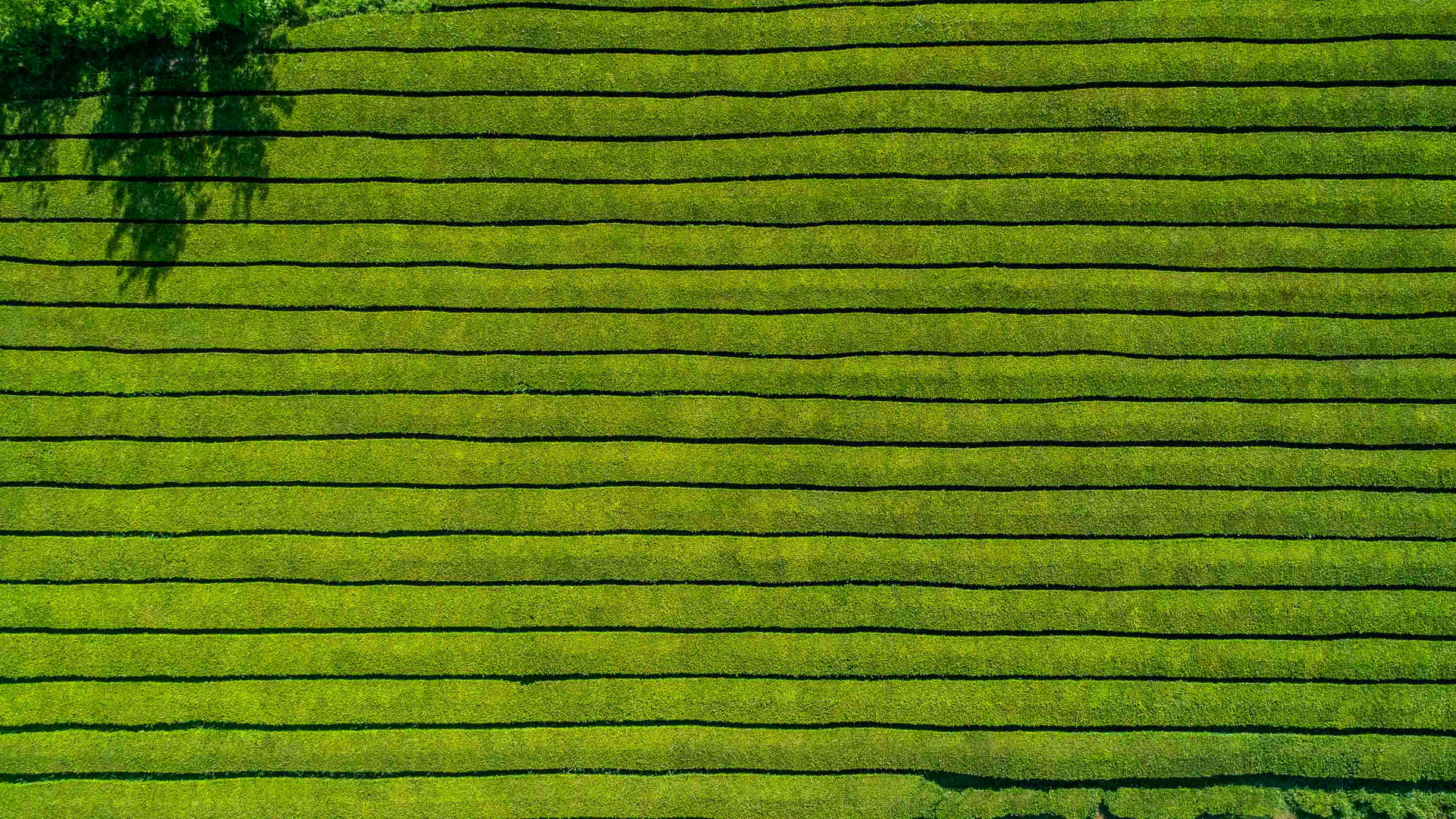 Gorreana Tea Plantations, São Miguel Island