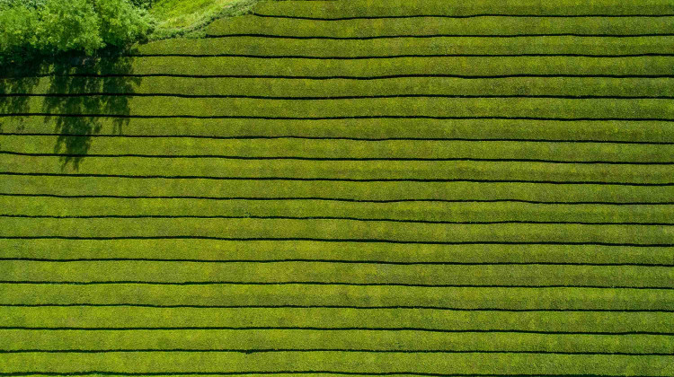 Gorreana Tea Plantations, São Miguel 