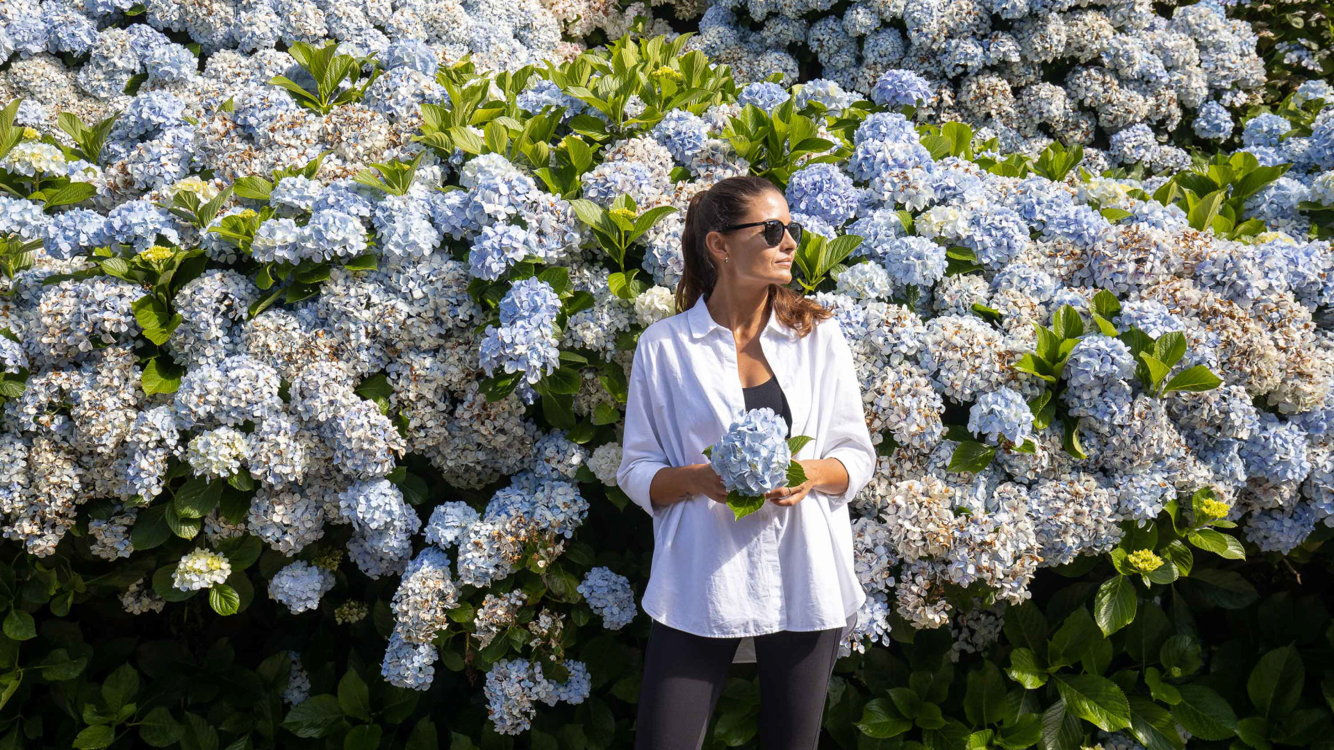 Hydrangeas, São Miguel Island