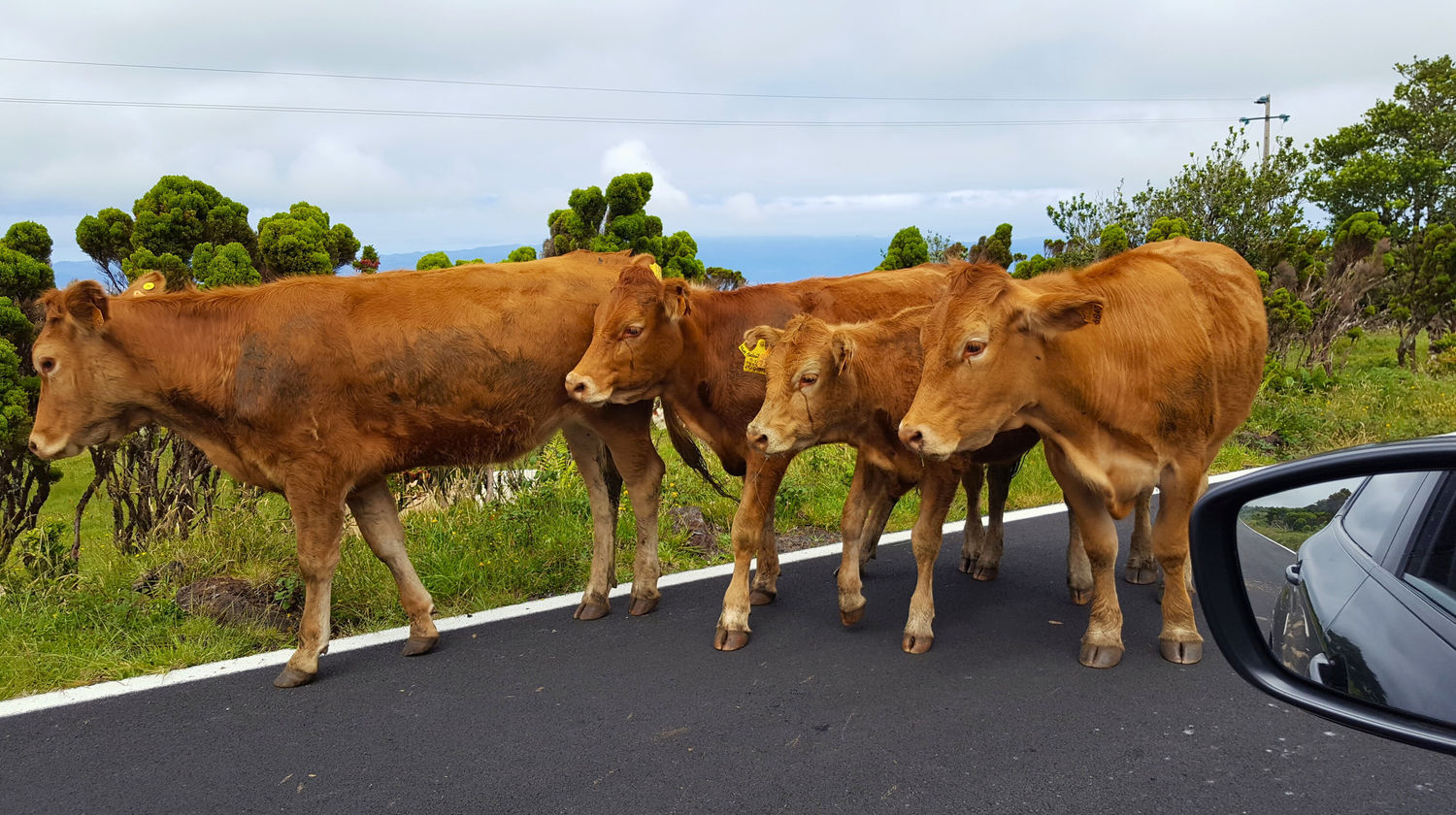 Cow Traffic, Pico Island, Photo By Our CMO Carolina