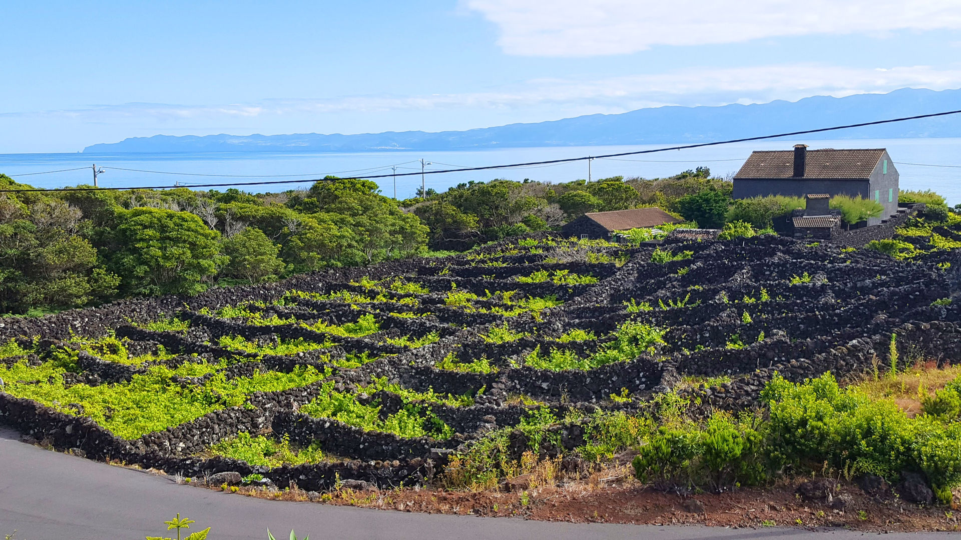 Pico Vineyards, Pico Island, Photo By Our CMO Carolina