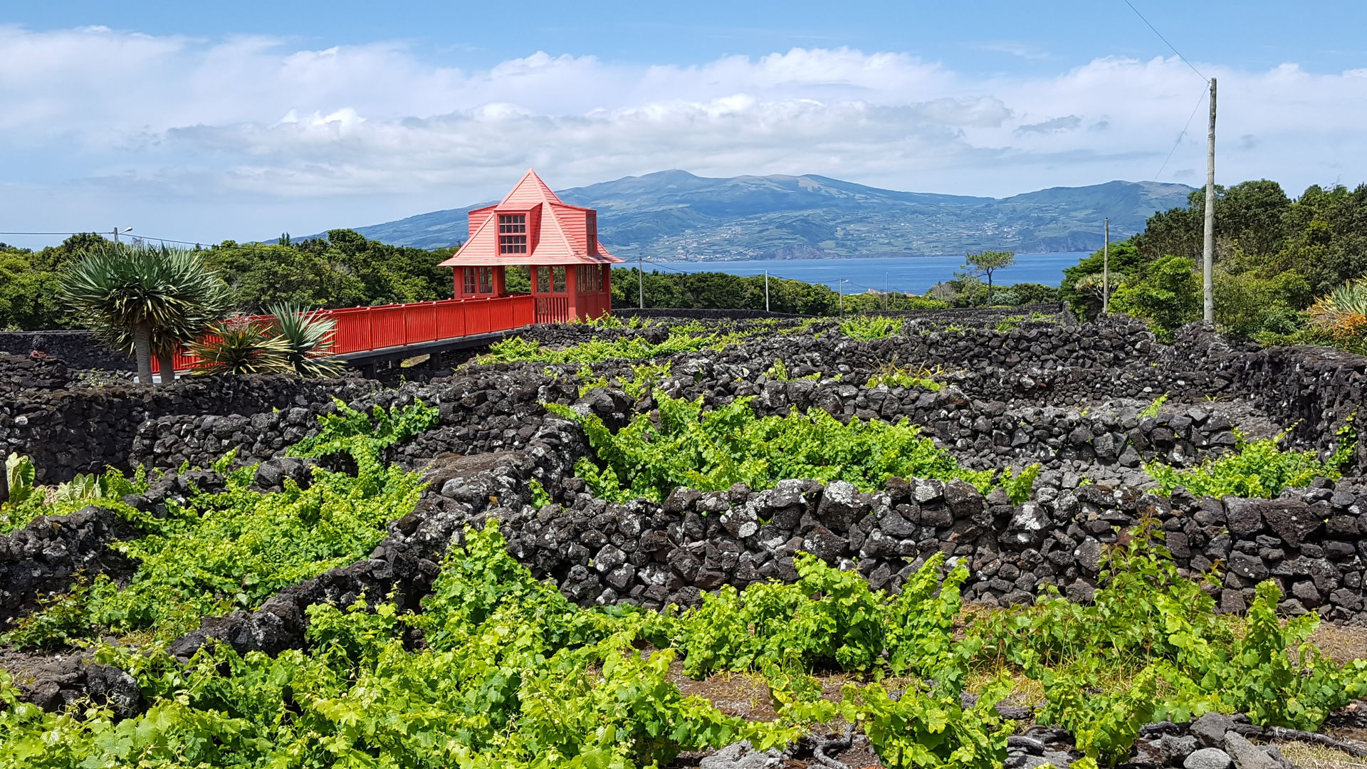 Pico Vineyards, Pico Island, Photo By Our CMO Carolina