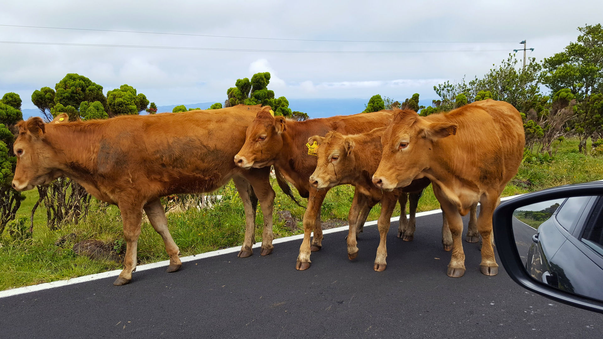 Cow Traffic, Pico Island, Photo By Our CMO Carolina
