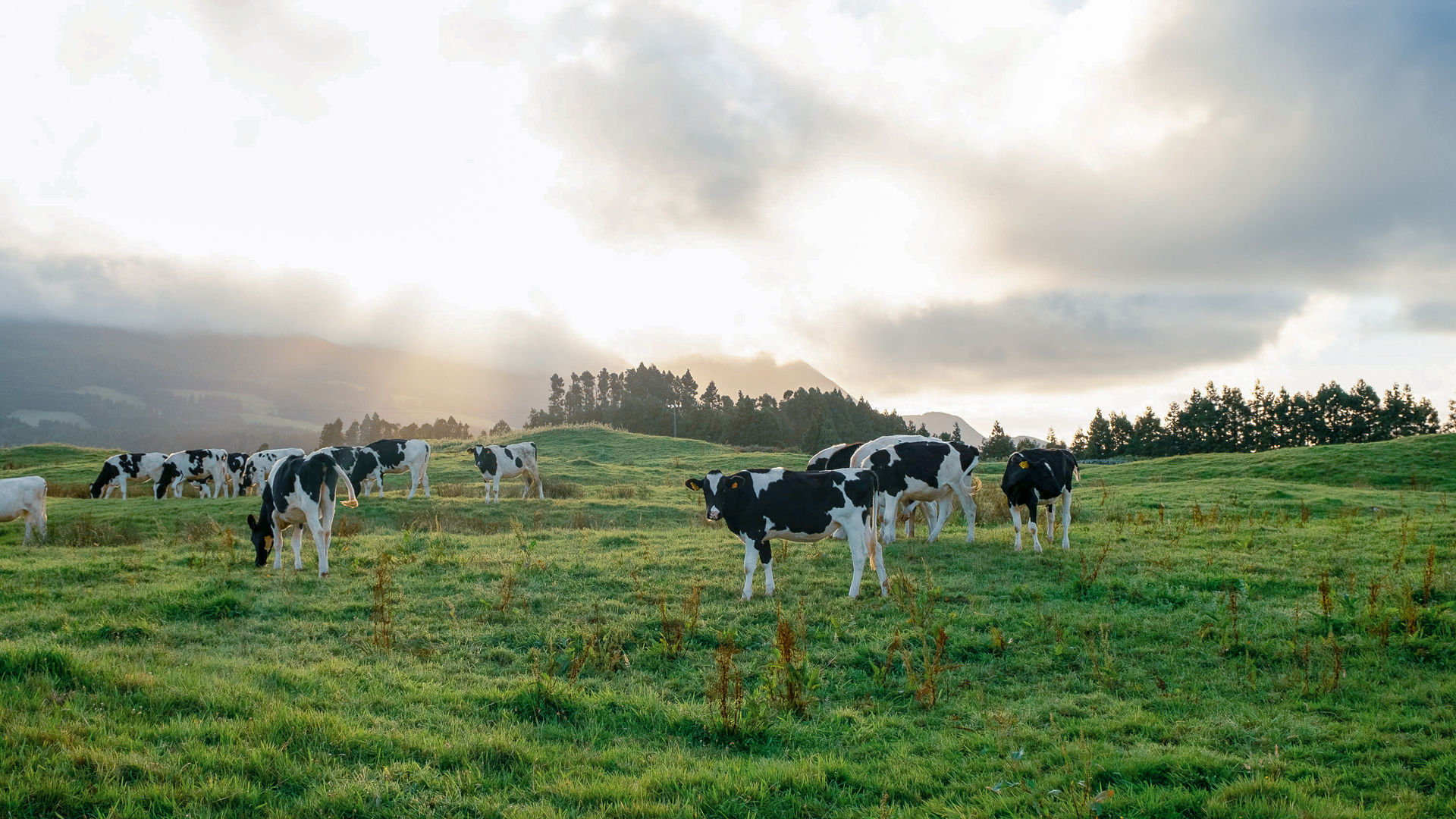 Terceira’s Rolling Fields: A Pastoral Paradise