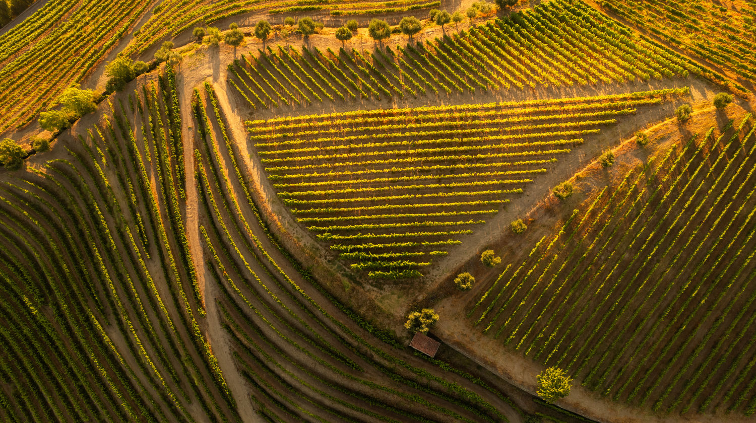Aerial view of steep, terraced vineyards and winding farm tracks in the Douro Valley at golden hour.