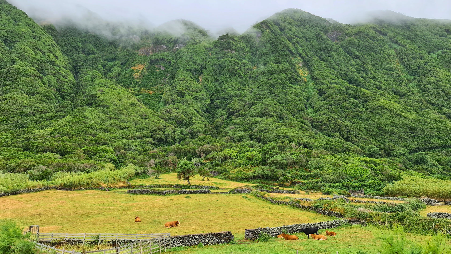 Fajã do Belo in São Jorge Island, photo by our Portuguese Market Manager João